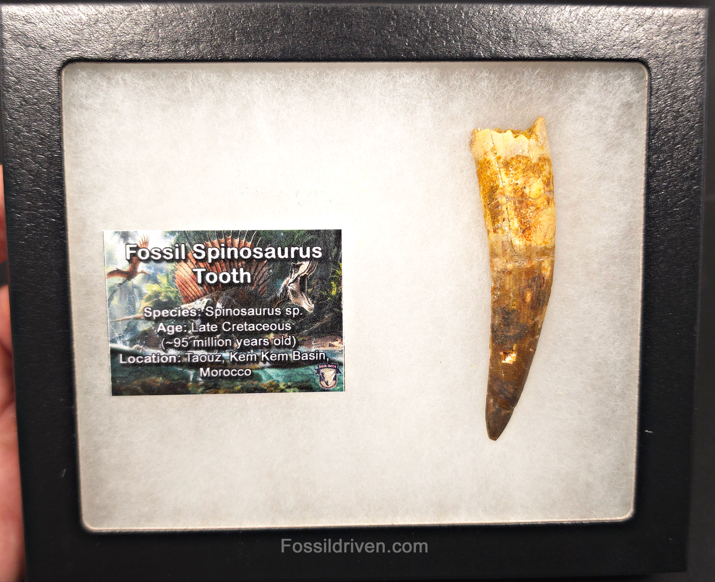 3.10" Fossil Spinosaurus Tooth - Real Dinosaur Tooth