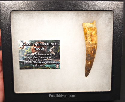 3.10" Fossil Spinosaurus Tooth - Real Dinosaur Tooth