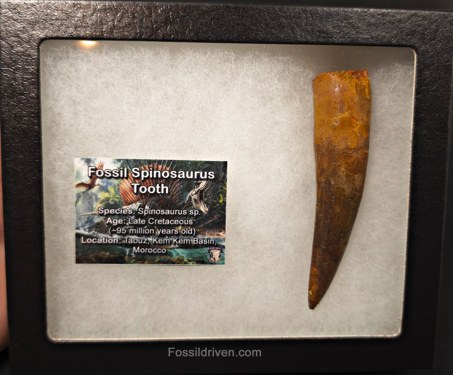 3.67" Fossil Spinosaurus Tooth - Real Dinosaur Tooth