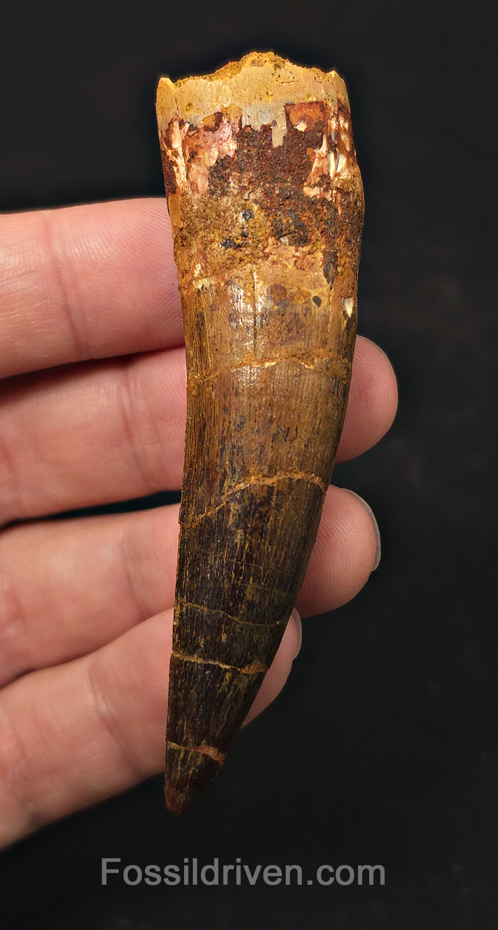 3.19" Fossil Spinosaurus Tooth - Real Dinosaur Tooth