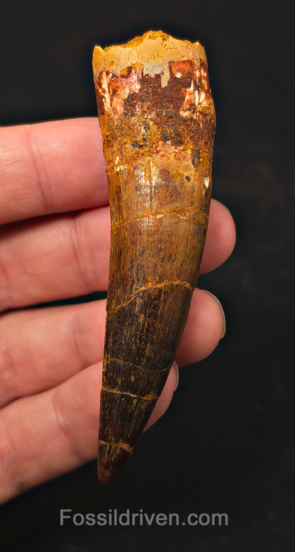 3.19" Fossil Spinosaurus Tooth - Real Dinosaur Tooth