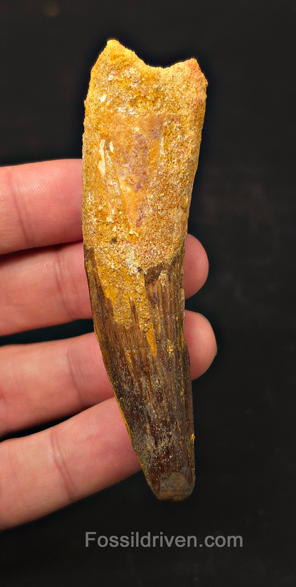 3.53" Fossil Spinosaurus Tooth - Real Dinosaur Tooth