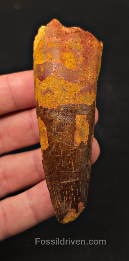 3.47" Fossil Spinosaurus Tooth - Real Dinosaur Tooth