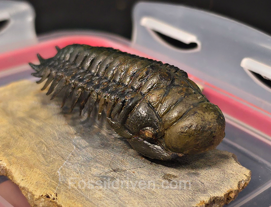 2.85" Flying Crotalocephalina Trilobite – Devonian – Issoumour, Morocco