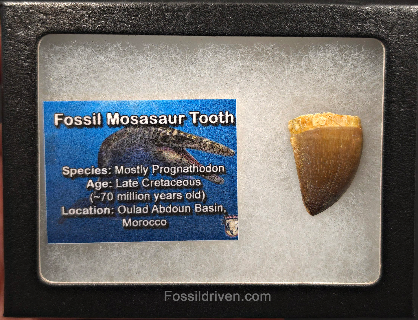 1.14" Fossil Mosasaur Tooth - Morocco
