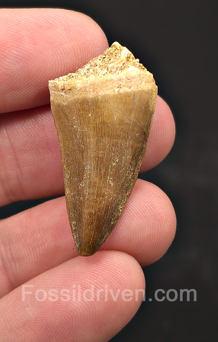 1.18" Fossil Mosasaur Tooth - Morocco