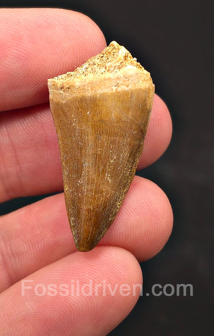 1.18" Fossil Mosasaur Tooth - Morocco