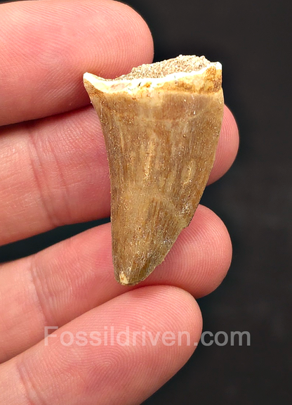 1.35" Fossil Mosasaur Tooth - Morocco
