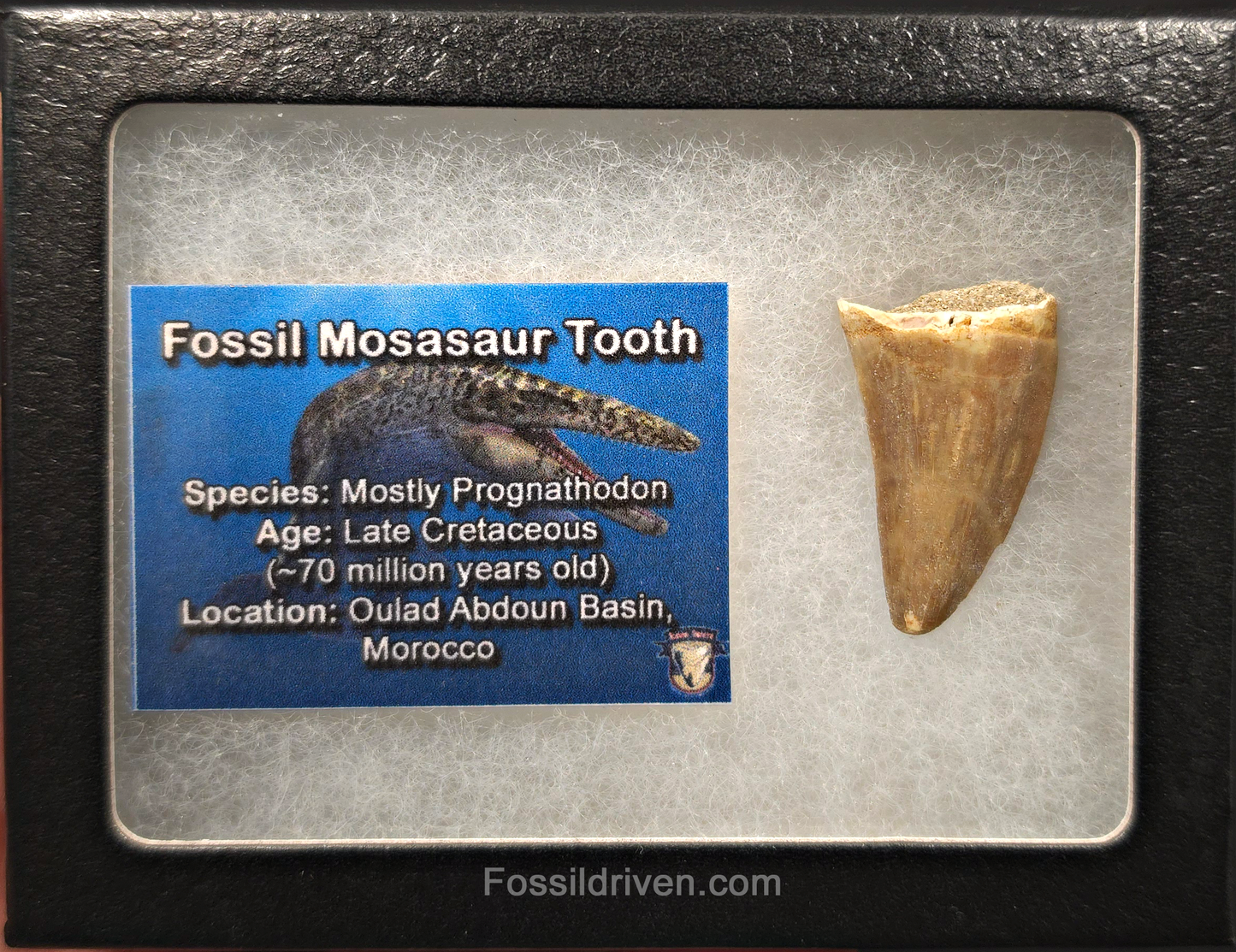 1.35" Fossil Mosasaur Tooth - Morocco