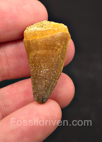 1.25" Fossil Mosasaur Tooth - Morocco