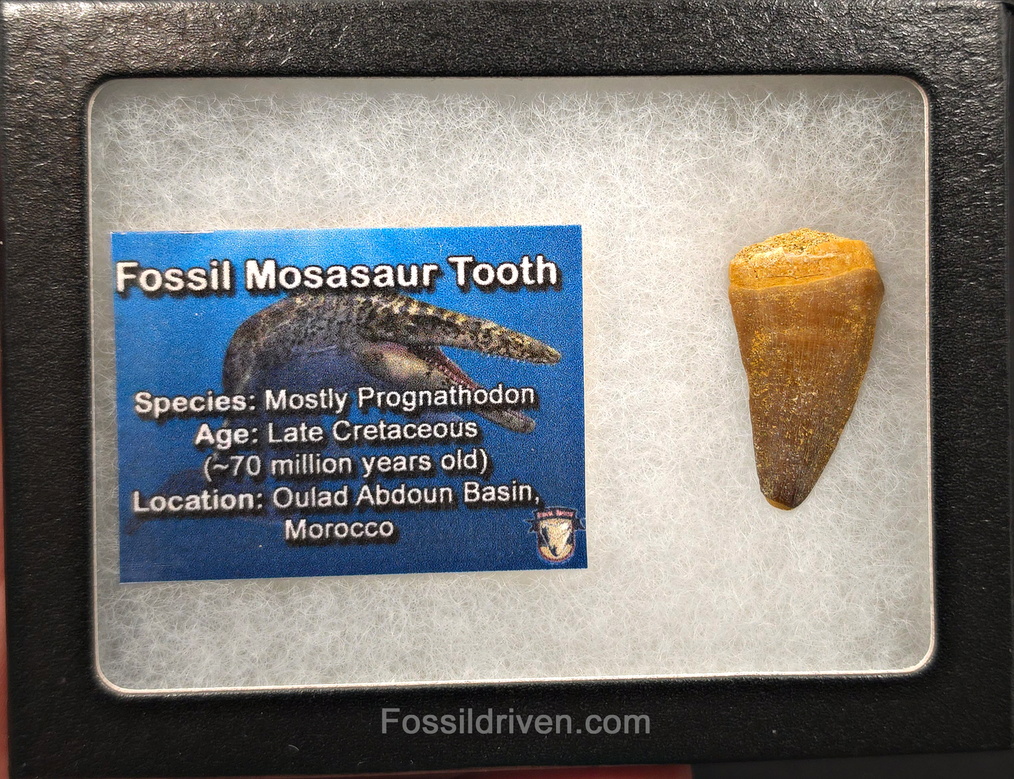 1.25" Fossil Mosasaur Tooth - Morocco