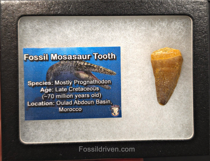1.25" Fossil Mosasaur Tooth - Morocco