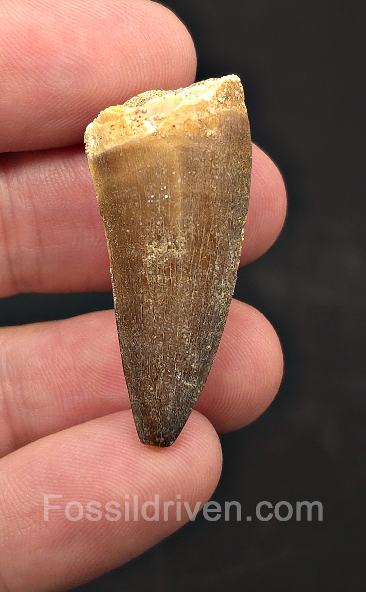 1.57" Fossil Mosasaur Tooth - Morocco