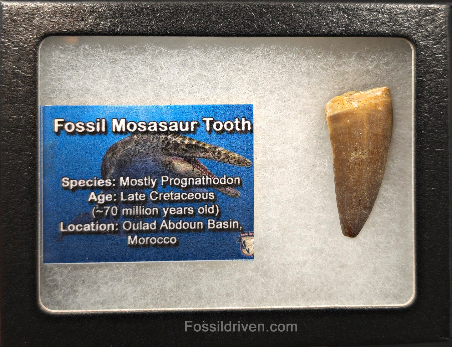 1.57" Fossil Mosasaur Tooth - Morocco