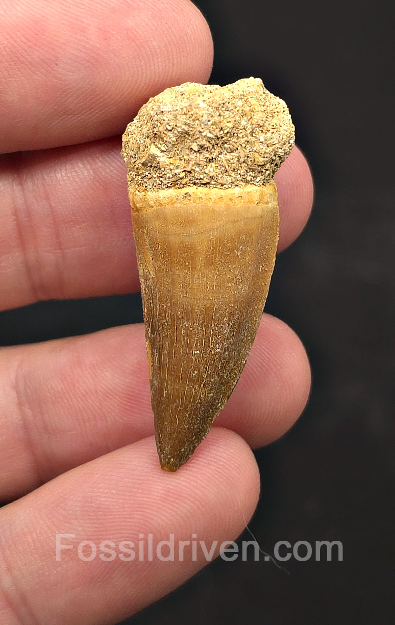 1.09" Fossil Mosasaur Tooth - Morocco