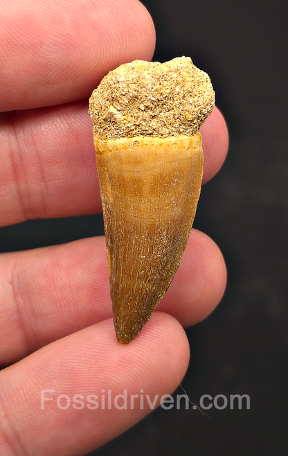 1.09" Fossil Mosasaur Tooth - Morocco