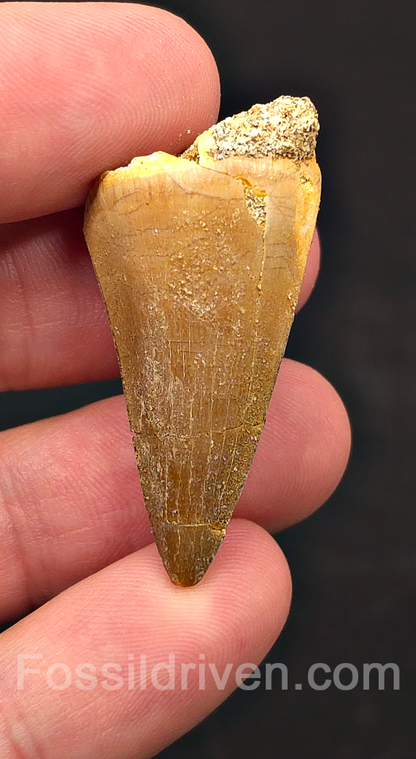1.44" Fossil Mosasaur Tooth - Morocco