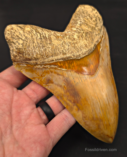 6.12" Restored Fossil Megalodon Tooth - Java, Indonesia