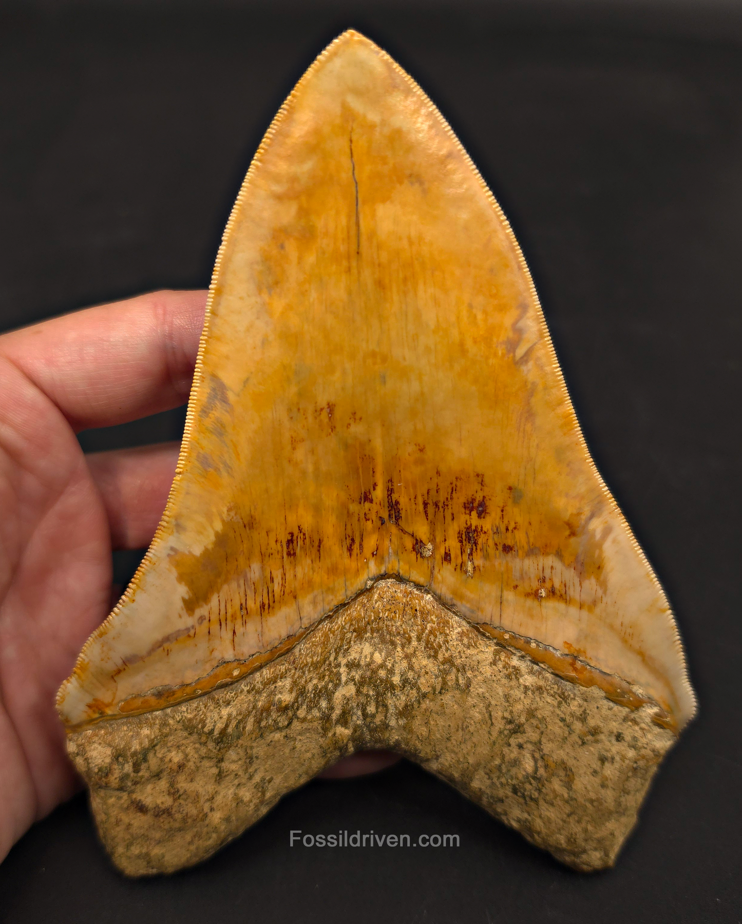 6.12" Restored Fossil Megalodon Tooth - Java, Indonesia