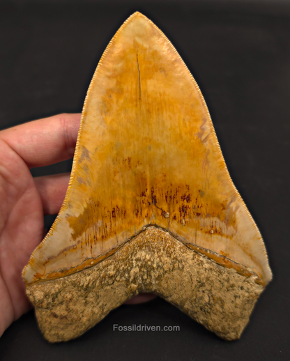 6.12" Restored Fossil Megalodon Tooth - Java, Indonesia