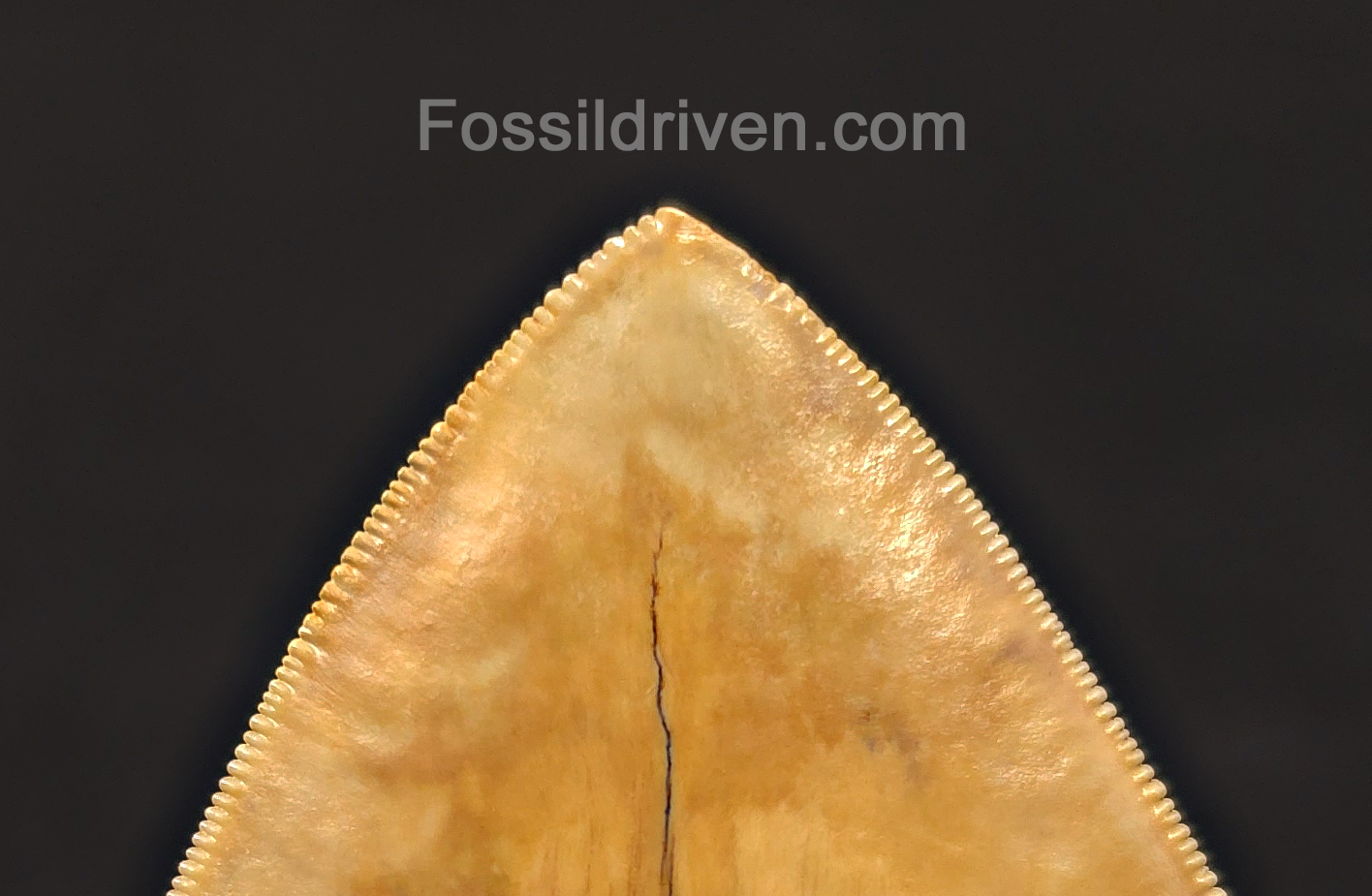 6.12" Restored Fossil Megalodon Tooth - Java, Indonesia