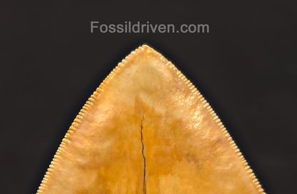6.12" Restored Fossil Megalodon Tooth - Java, Indonesia