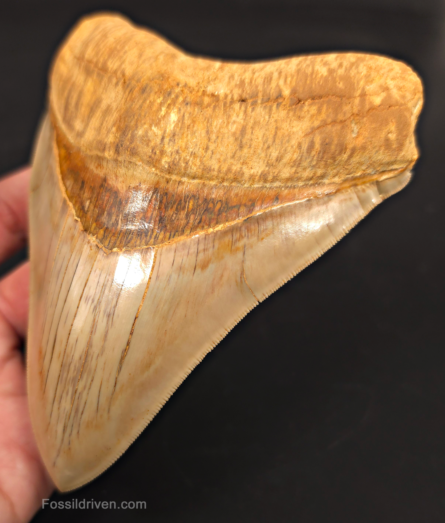 5.50" Collector Quality Fossil Megalodon Tooth - Java, Indonesia