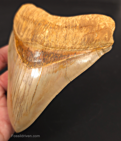 5.50" Collector Quality Fossil Megalodon Tooth - Java, Indonesia