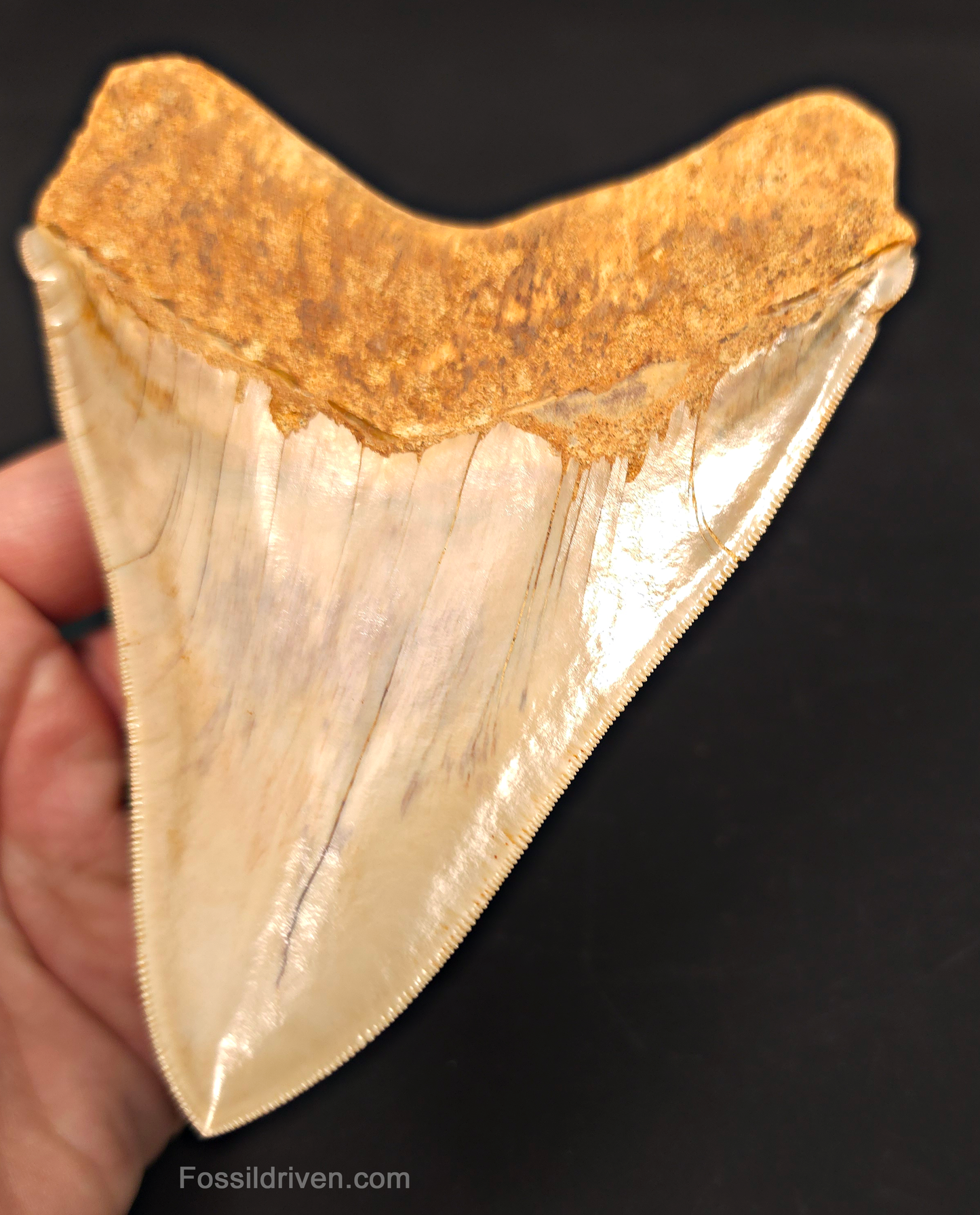 5.50" Collector Quality Fossil Megalodon Tooth - Java, Indonesia