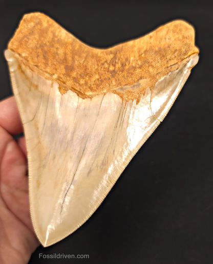 5.50" Collector Quality Fossil Megalodon Tooth - Java, Indonesia