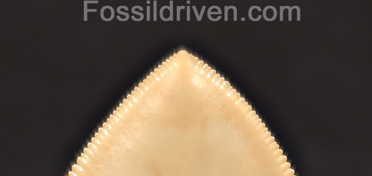 5.50" Collector Quality Fossil Megalodon Tooth - Java, Indonesia