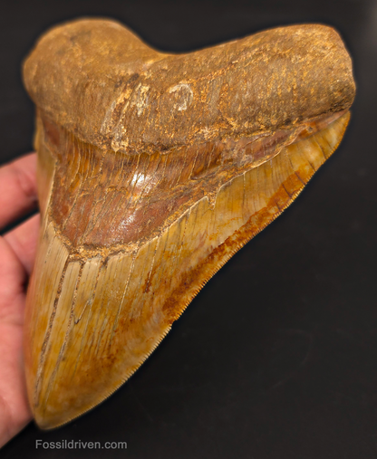6.22" Huge & Heavy Fossil Megalodon Tooth - Java, Indonesia