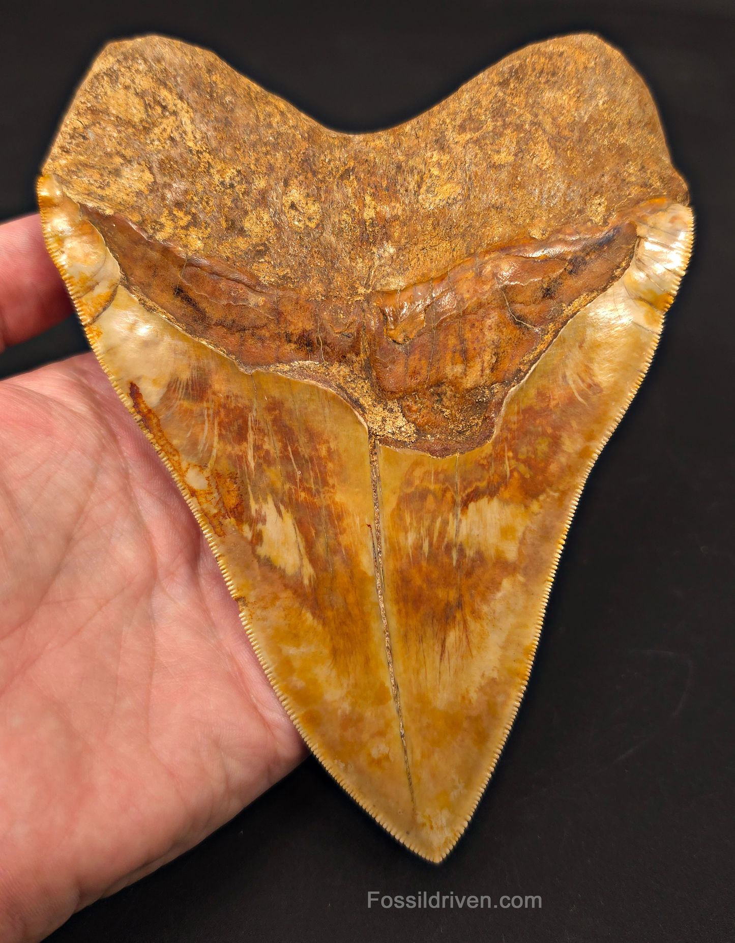 6.22" Huge & Heavy Fossil Megalodon Tooth - Java, Indonesia