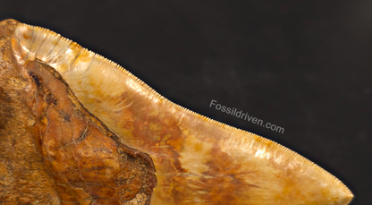 6.22" Huge & Heavy Fossil Megalodon Tooth - Java, Indonesia