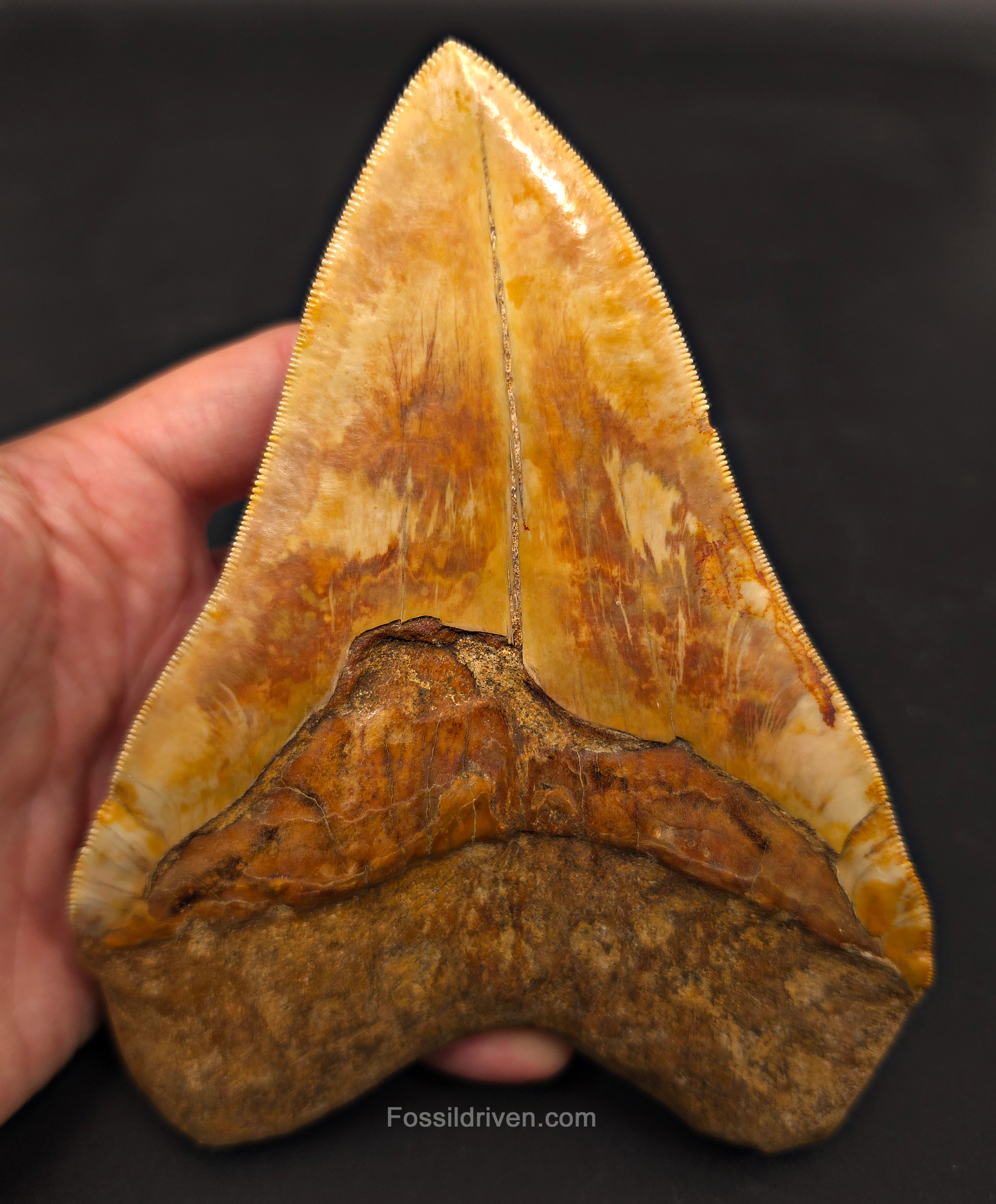 6.22" Huge & Heavy Fossil Megalodon Tooth - Java, Indonesia
