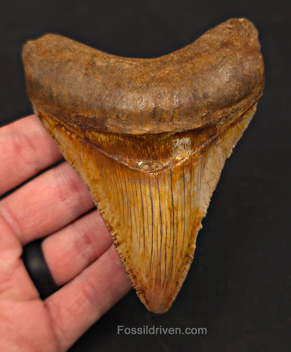 4.22" High-Quality Fossil Megalodon Tooth - Java, Indonesia