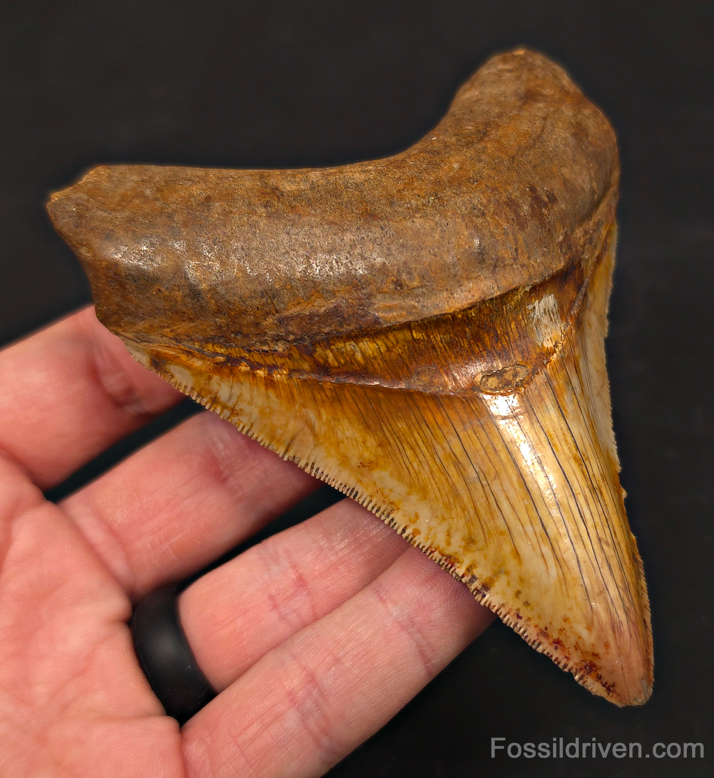 4.22" High-Quality Fossil Megalodon Tooth - Java, Indonesia