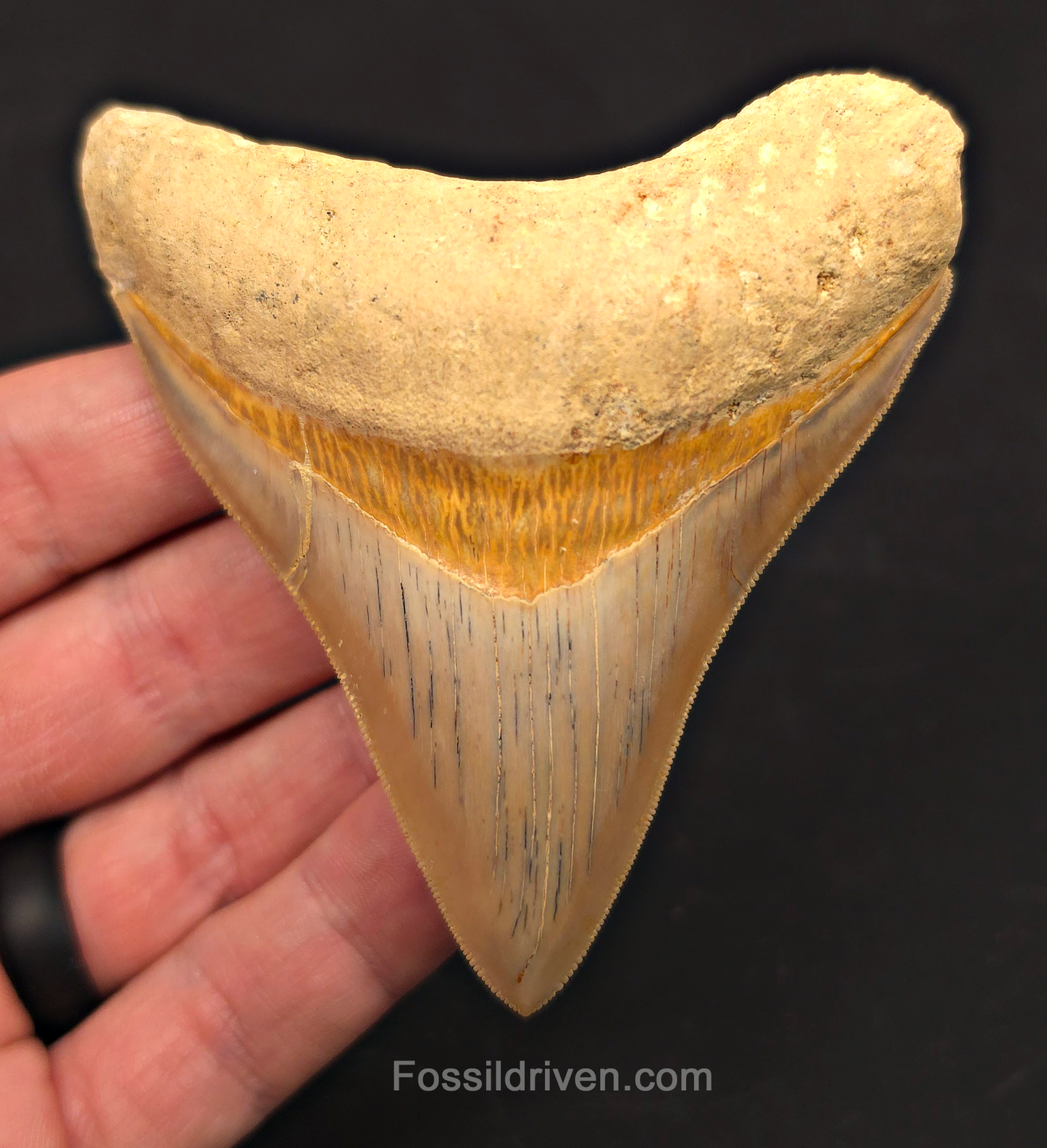 3.54" Posterior Fossil Megalodon Tooth for Sale - Java, Indonesia