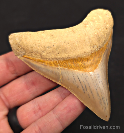 3.54" Posterior Fossil Megalodon Tooth for Sale - Java, Indonesia