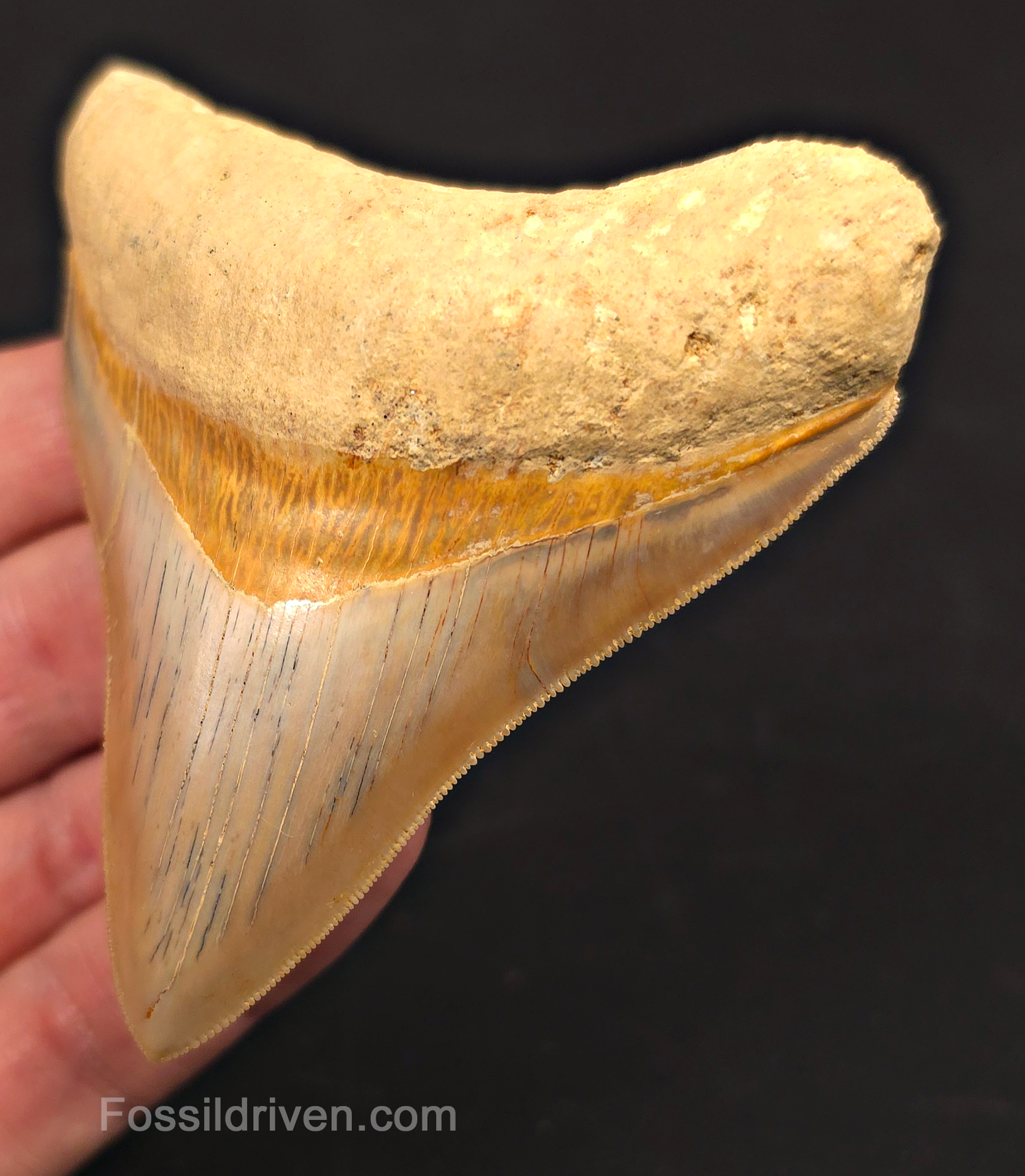 3.54" Posterior Fossil Megalodon Tooth for Sale - Java, Indonesia