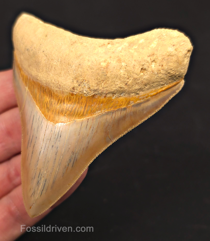 3.54" Posterior Fossil Megalodon Tooth for Sale - Java, Indonesia