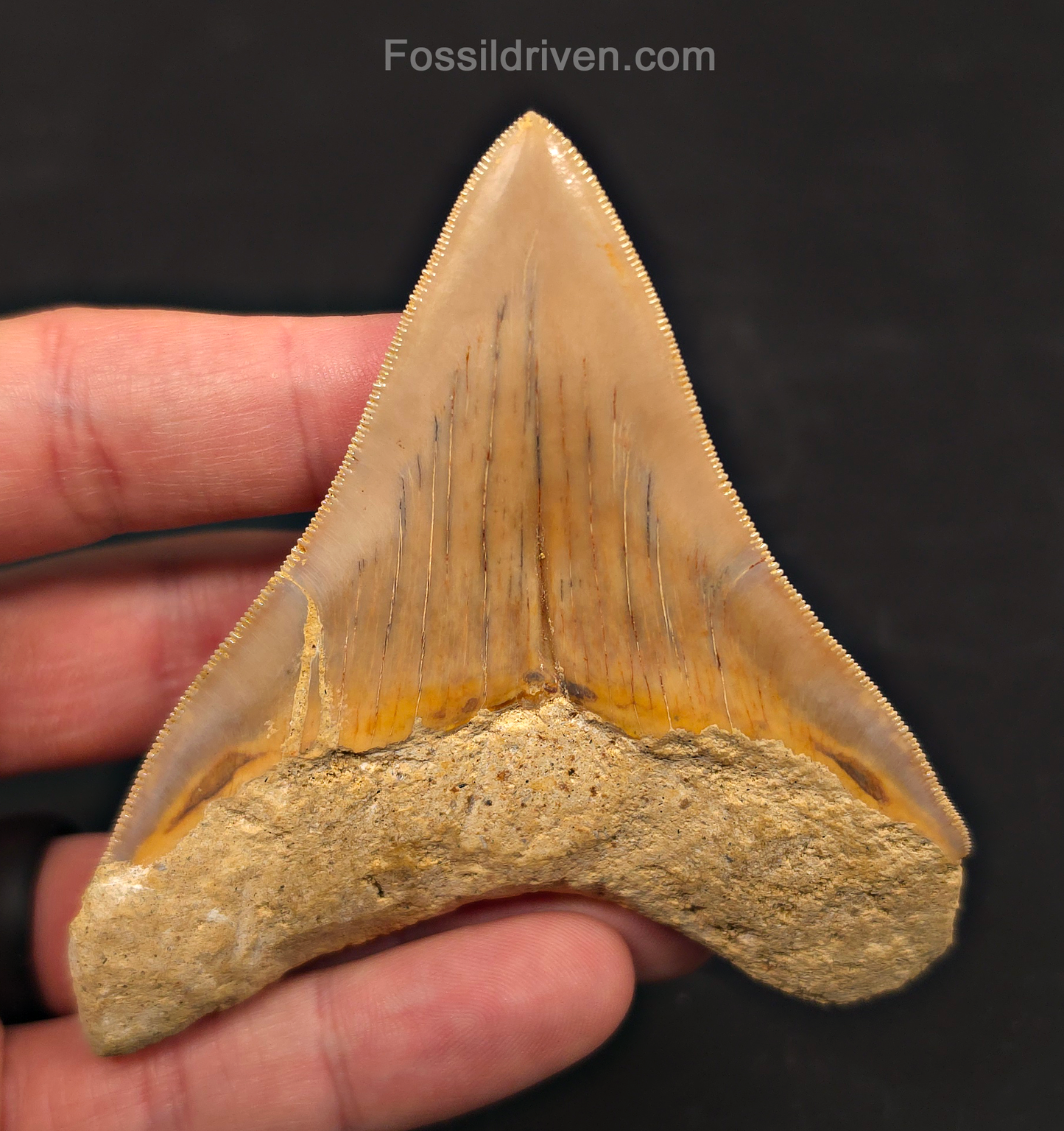 3.54" Posterior Fossil Megalodon Tooth for Sale - Java, Indonesia