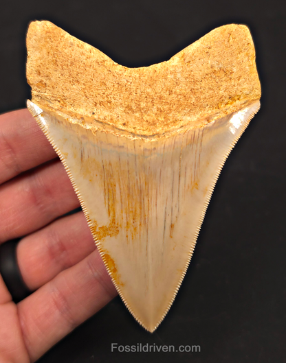 3.74" Fossil Megalodon Tooth for Sale - Java, Indonesia