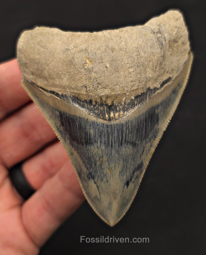 3.49" Razor Sharp Fossil Megalodon Tooth - Java, Indonesia