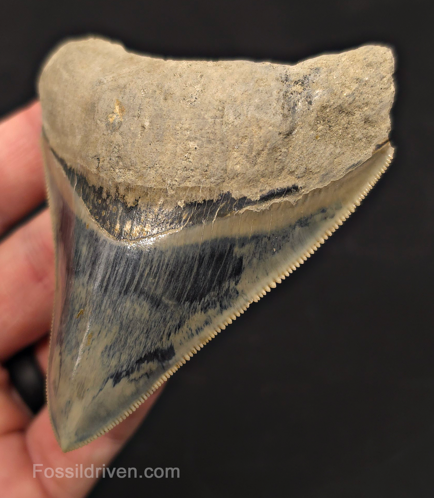 3.49" Razor Sharp Fossil Megalodon Tooth - Java, Indonesia