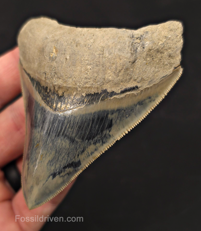 3.49" Razor Sharp Fossil Megalodon Tooth - Java, Indonesia