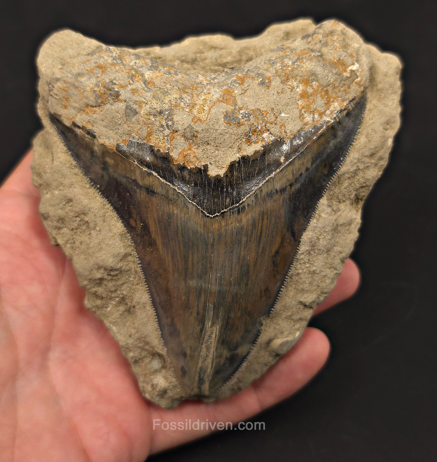 4.63" Fossil Megalodon Tooth in Matrix - Java, Indonesia