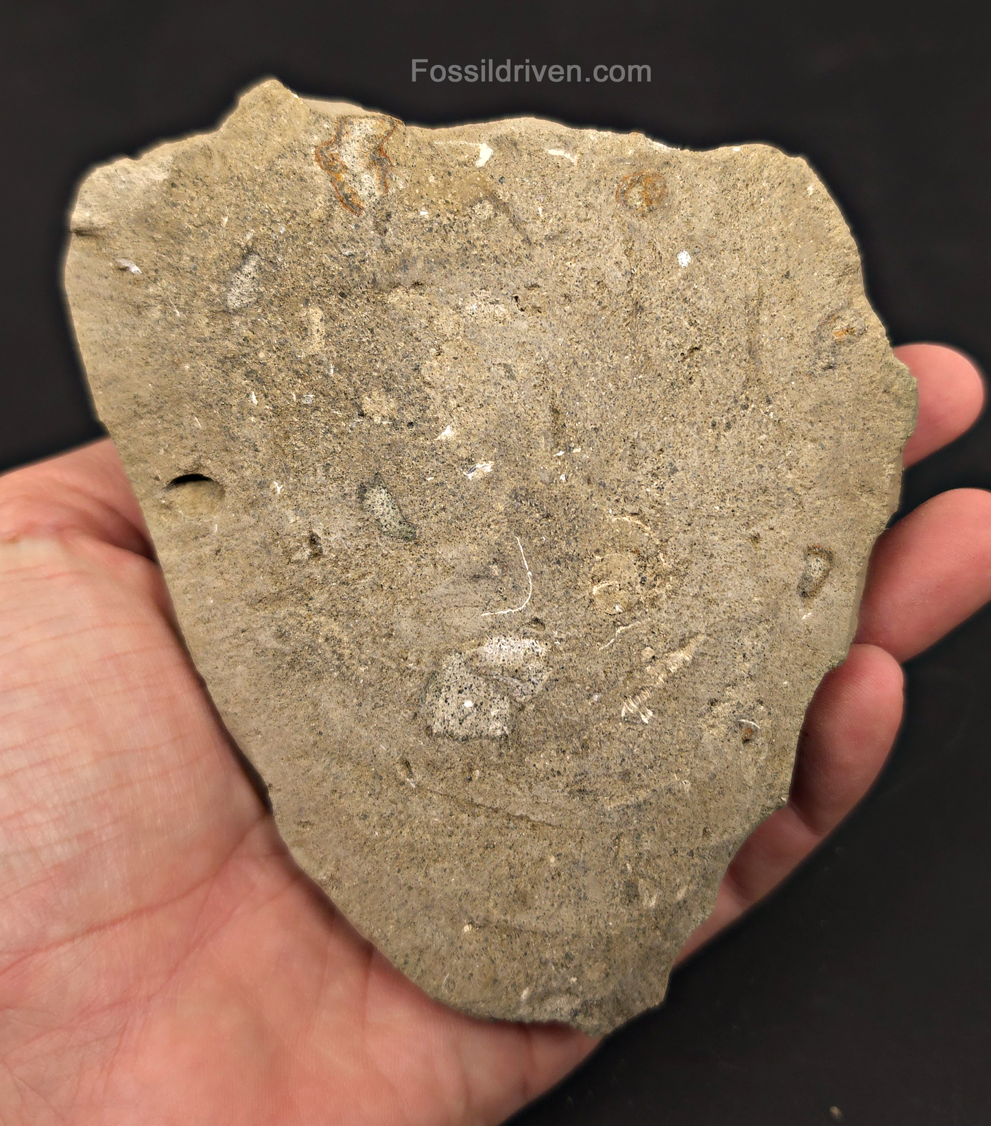 4.63" Fossil Megalodon Tooth in Matrix - Java, Indonesia