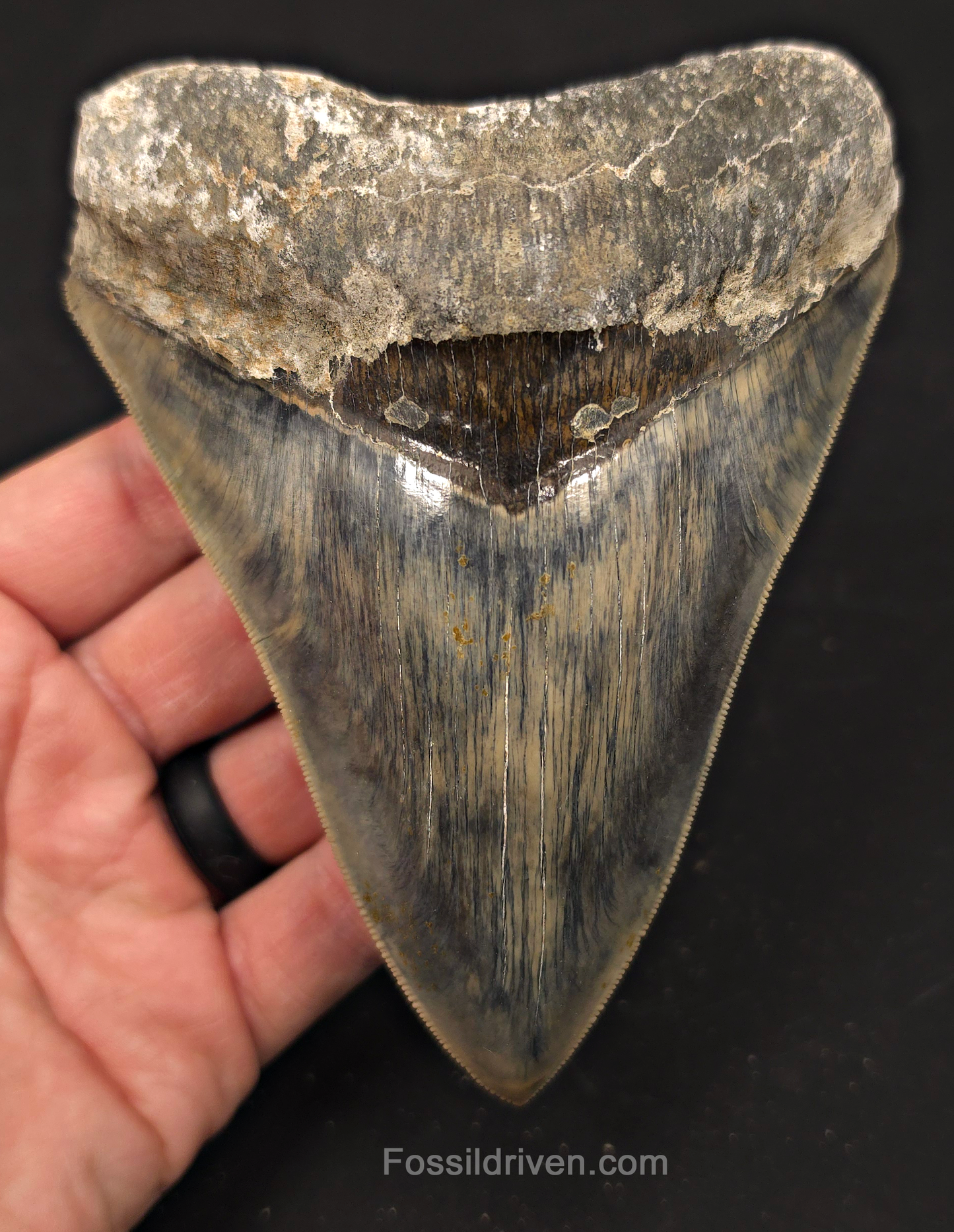 5.19" Sharply Serrated Fossil Megalodon Tooth - Java, Indonesia