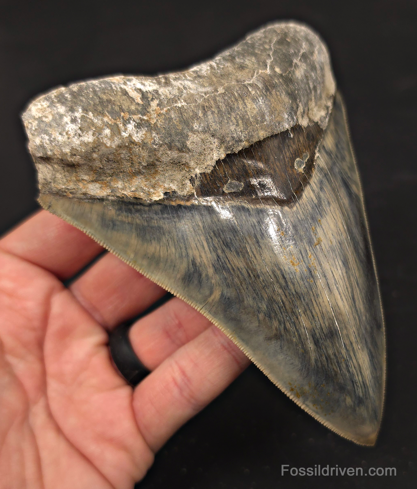 5.19" Sharply Serrated Fossil Megalodon Tooth - Java, Indonesia